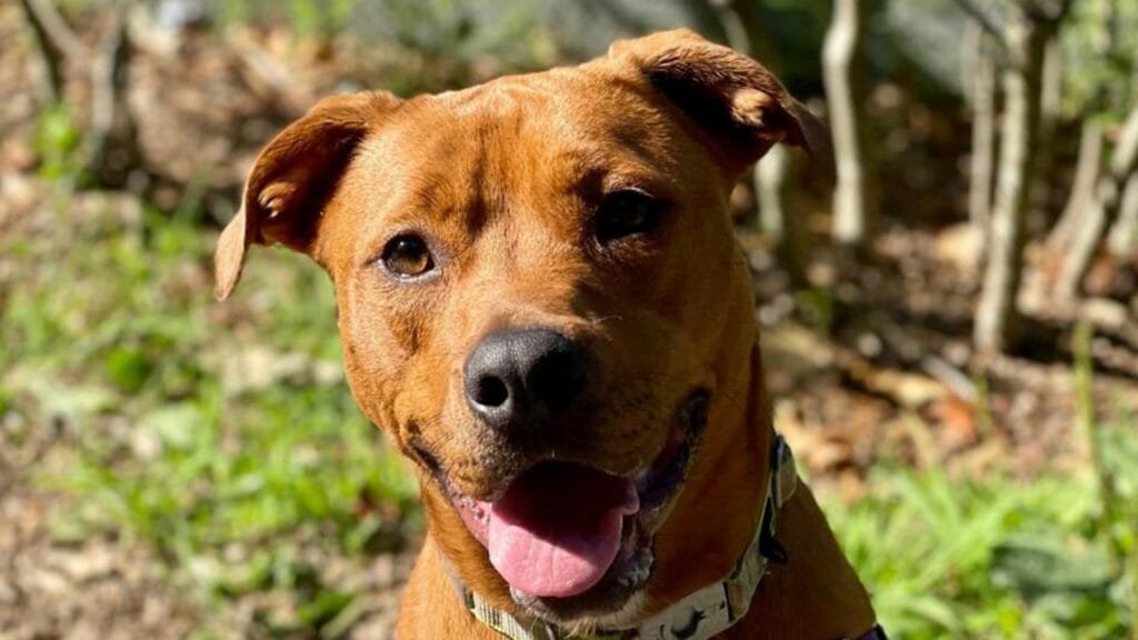New York retriever with unique coloring and a ‘large’ personality is looking for an active family to love