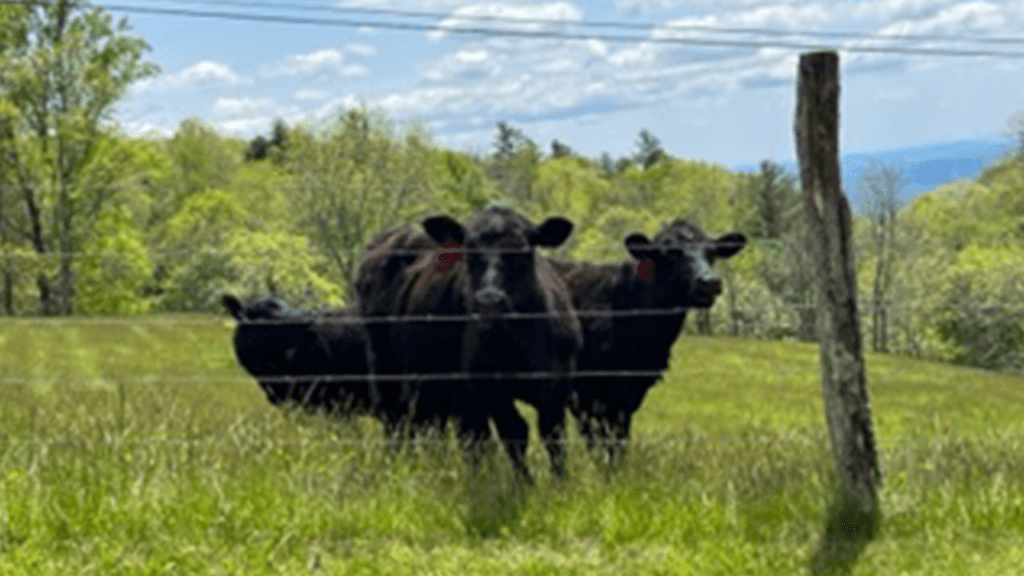 Herd of Cows aid North Carolina police pursuit, leading them ‘directly’ to suspect
