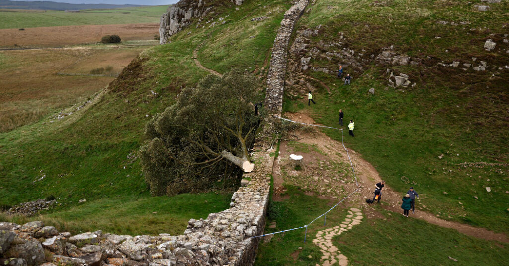 “Prosecutor Decries ‘Mindless Intent’ Behind Sycamore Gap Tree’s Fall”