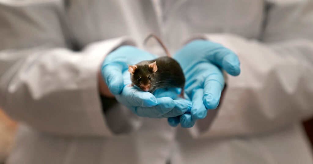“Trump’s Research Cuts Put Lab Animals at Risk: A Call for Compassion”