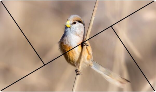 "Unlock Visual Mastery: The 3-in-1 Golden Ratio Viewfinder for Photographers and Artists" - Image 6