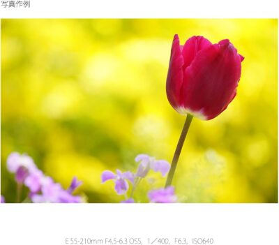 Revitalize Your Photography with the Renewed Sony E 55-210mm F4.5-6.3 Lens for E-Mount Cameras (Black) - 이미지 9