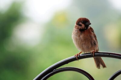 Sony Alpha 70-350mm: Unleashing the Power of Super-Telephoto Photography - 이미지 11
