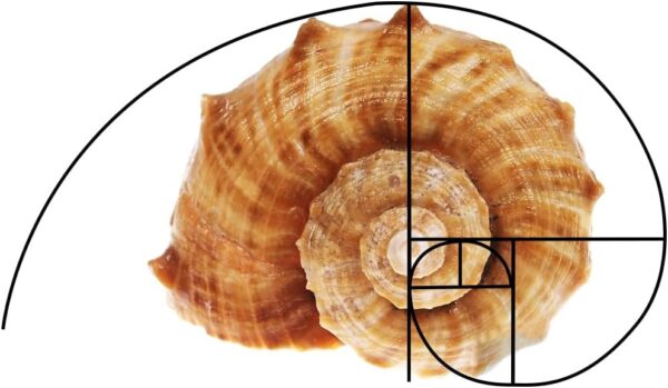 "Unlock Visual Mastery: The 3-in-1 Golden Ratio Viewfinder for Photographers and Artists" - Image 5