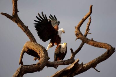 Sony Alpha 70-350mm: Unleashing the Power of Super-Telephoto Photography - 이미지 8