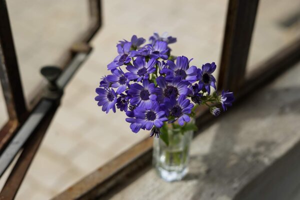 Sony FE 50mm F1.8: Capture Life's Moments with Clarity and Style! - Image 5