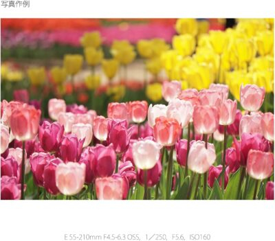Revitalize Your Photography with the Renewed Sony E 55-210mm F4.5-6.3 Lens for E-Mount Cameras (Black) - 이미지 7