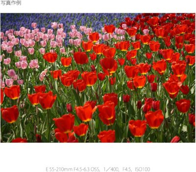 Revitalize Your Photography with the Renewed Sony E 55-210mm F4.5-6.3 Lens for E-Mount Cameras (Black) - 이미지 8