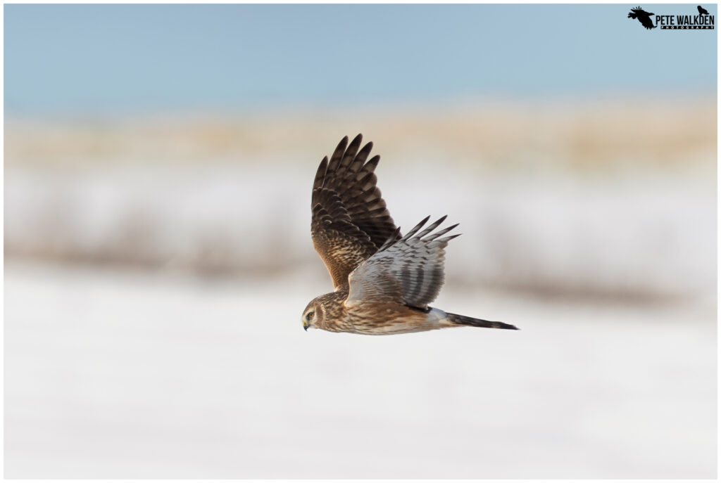 “Hidden Gems: The World Through Pete Walkden’s Lens”