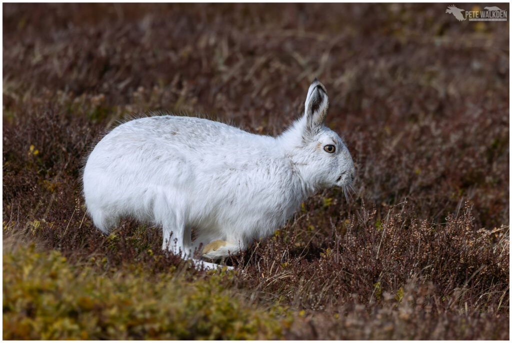 Enchanting Highlands: Captured Moments by Pete Walkden