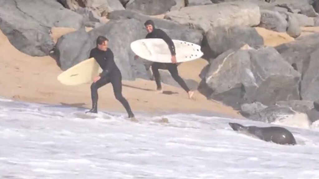 Toxic Treachery: Sea Lion Threatens Surfers on California Shores