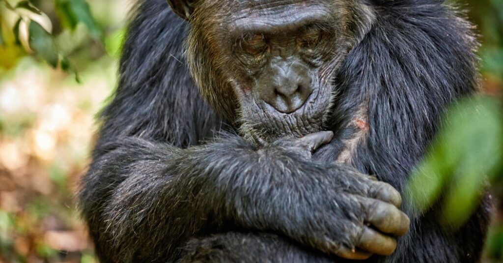 Why Humans Take Longer to Heal: A Comparative Look at Mammals