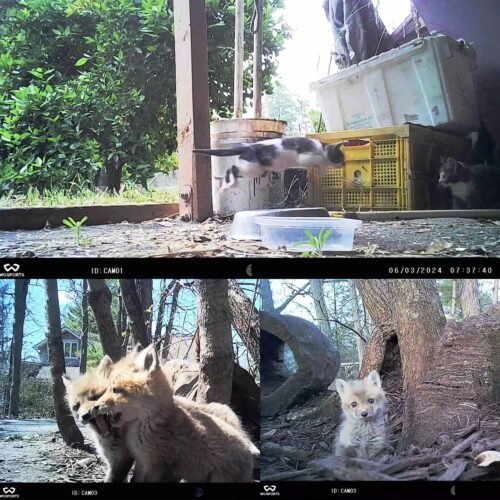 WOSPORTS Mini Trail Camera 2 Pack 24MP 1080P HD, Game Hunting Cam with 32GB SD Cards, Waterproof Night Vision Tiny Scouting Camera for Outdoor Wildlife Monitoring