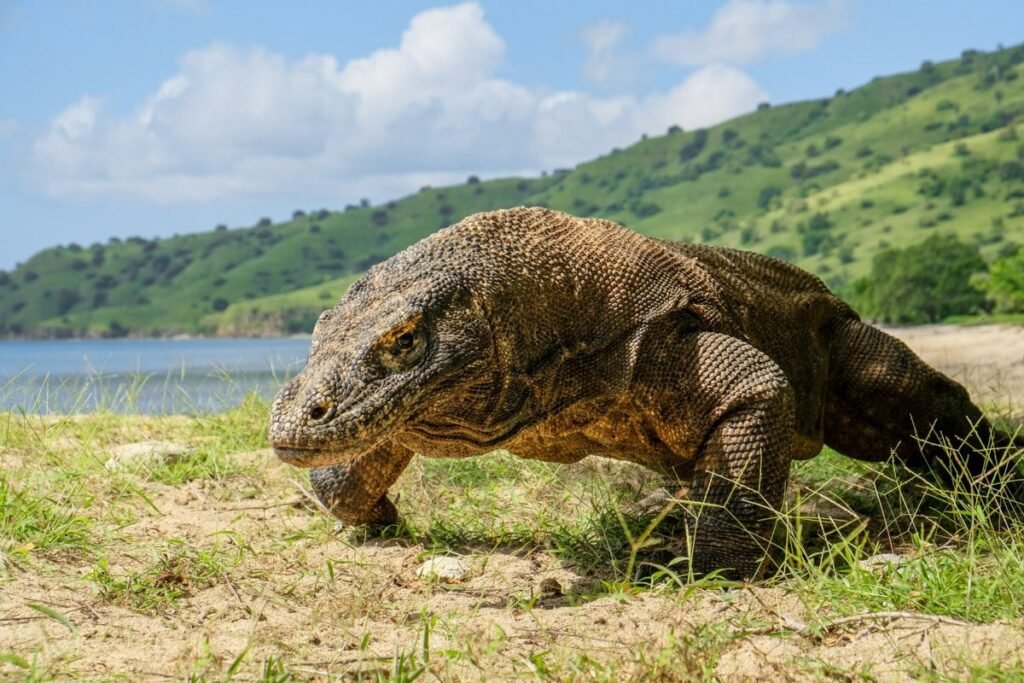 Komodo Islands Travel Guide For Indonesia