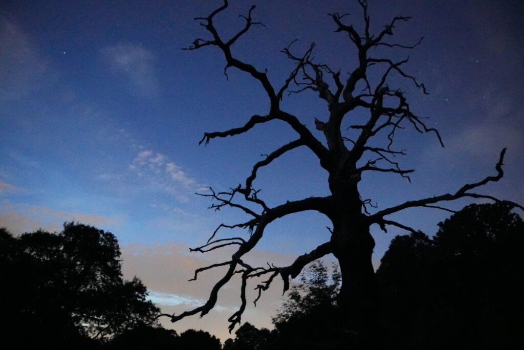 Illuminate the Night: Top Cameras for Stunning Low-Light Photography and Videography