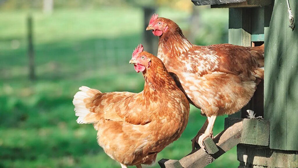“Chicken Coops and Coastal Curiosities: America’s Egg-citing New Trends!”