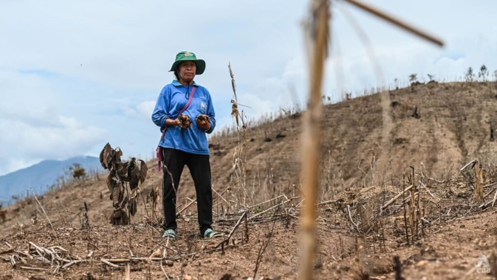 “Unseen Consequences: The Global Meat Craze Devastates Thai Farmland and Rural Livelihoods”